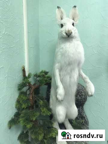 Чучело зайца Вологда - изображение 1