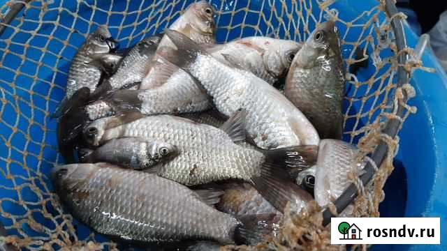 Малек живец на щуку Астрахань - изображение 1