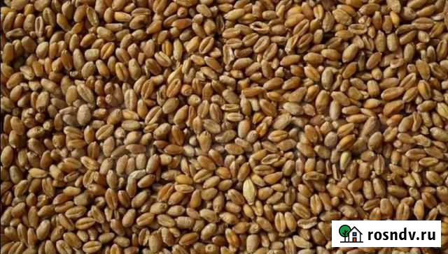 Пшеница Курск - изображение 1