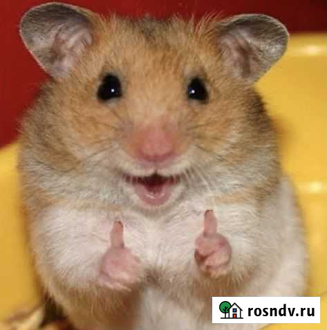 Передержка грызунов Тюмень - изображение 1