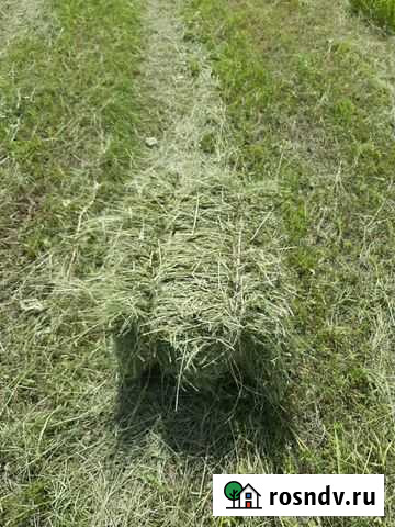 Сено Новоалтайск - изображение 1