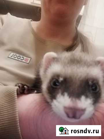 Хорёк ручной мальчик 4 месяца Москва - изображение 1