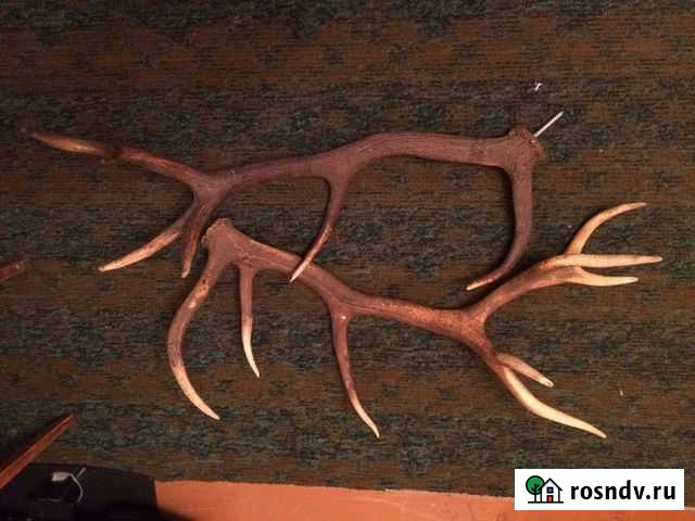 Рога оленя Гагарин - изображение 1