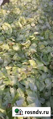 Листья капусты Чебоксары - изображение 1