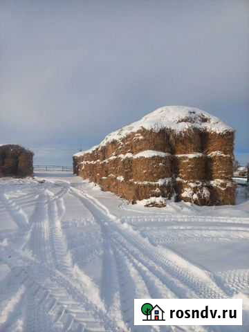 Сено рапсовое Чебаркуль - изображение 1