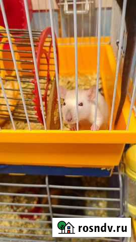 Крыски Севастополь - изображение 1