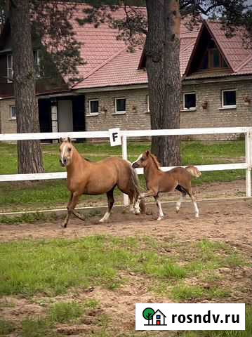 Уэльская кобылка 2021г Тверь - изображение 1