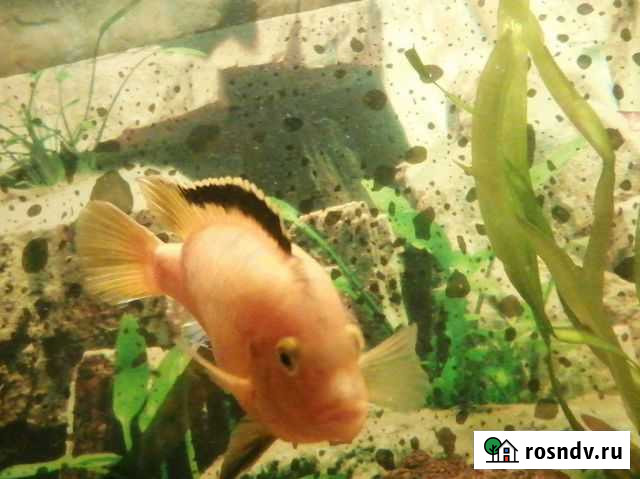 Аквариумные рыбки и растения Курган - изображение 1