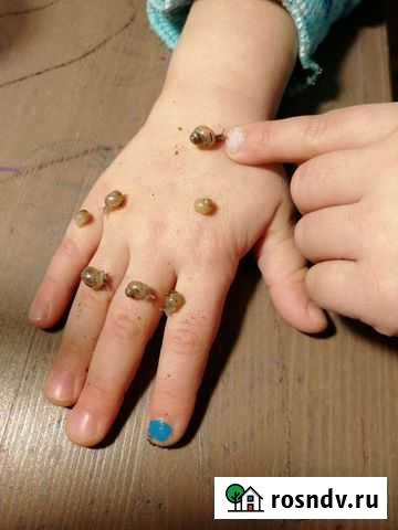 Улитята Ахатина фулика стандарт Санкт-Петербург - изображение 1