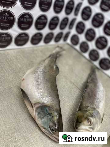 Горбуша непотрошённая 2021 Дмитров - изображение 1