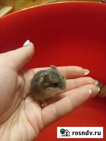 Джунгарский хомяк Санкт-Петербург - изображение 1