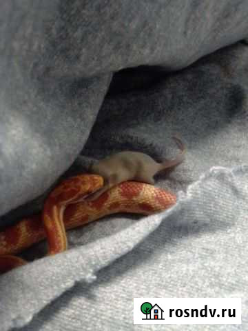 Змея Моршанск - изображение 1