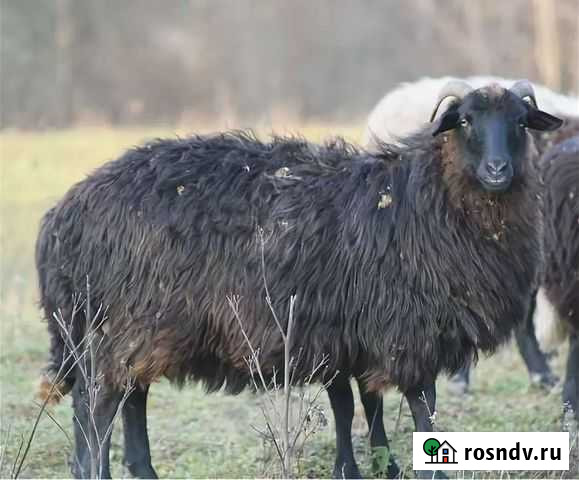 Овцы къарачаевской породы Зеленчукская - изображение 1