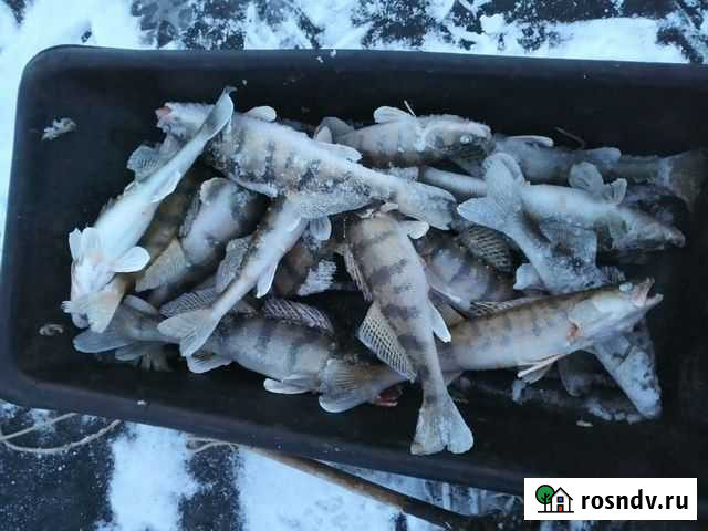Продам судака Ижевск - изображение 1
