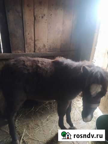 Пони жеребенок Советское - изображение 1