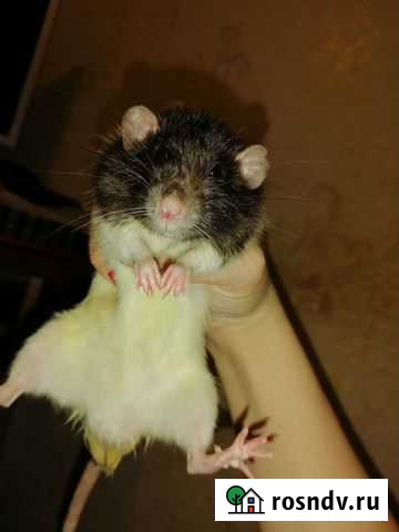 Крыса Оренбург - изображение 1
