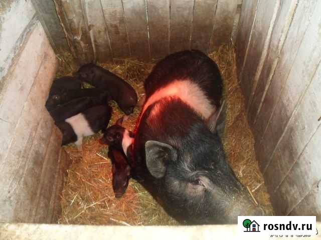 Поросята Курчатов - изображение 1