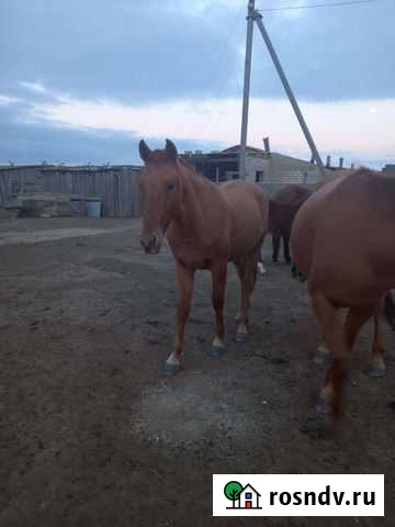 Лошадь Элиста - изображение 1