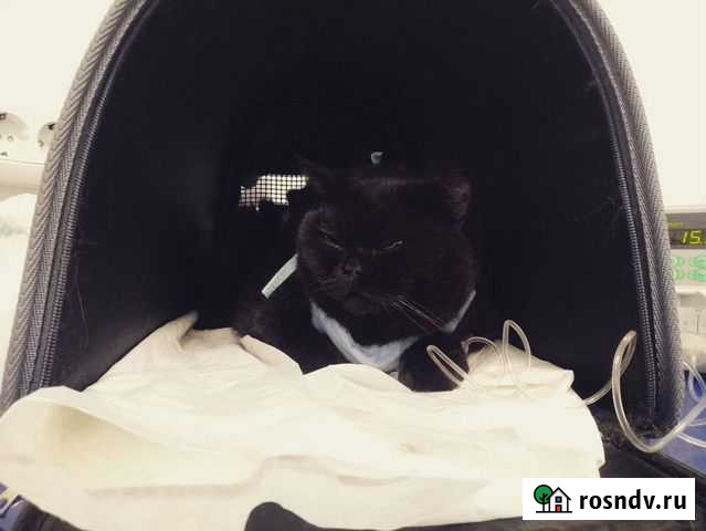 Ветеринарные услуги на дому 24/7 Москва - изображение 1