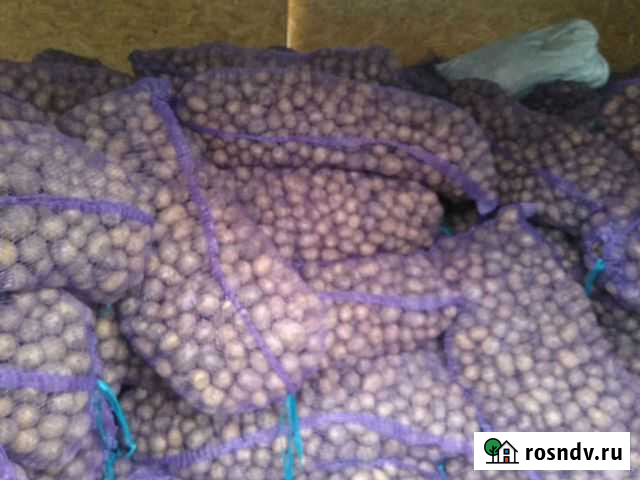 Семенной картофель Шахты - изображение 1