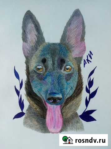 Питомцу Ковров - изображение 1