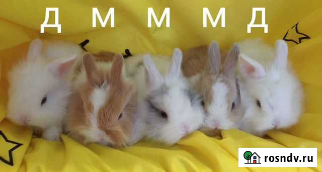 Декоративные кролики Санкт-Петербург - изображение 1