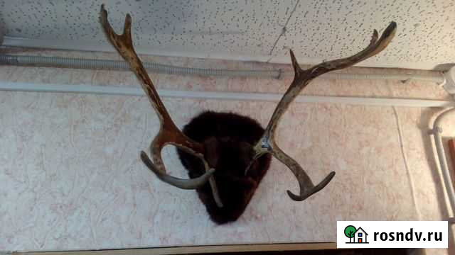 Рога оленя Егорьевск - изображение 1