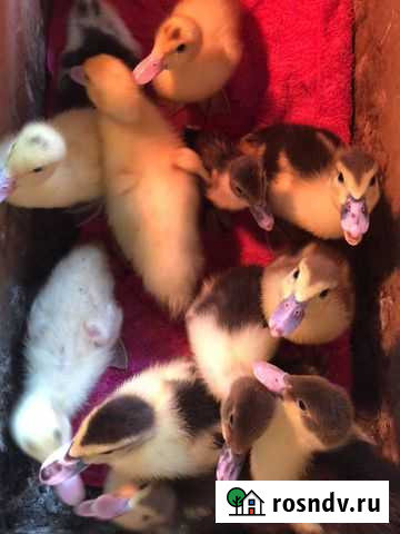 Мускусные утята индоутки Зональная Станция - изображение 1