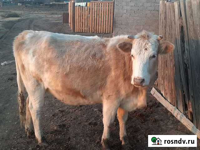 Коровы молочной породы Володарский - изображение 1