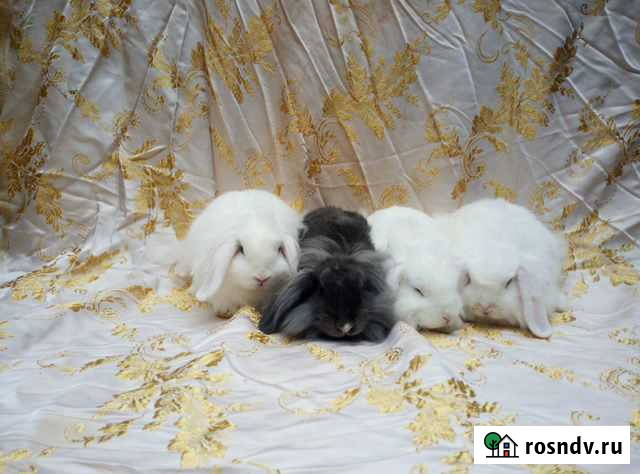 Карликовые кролики разных пород Подольск - изображение 1