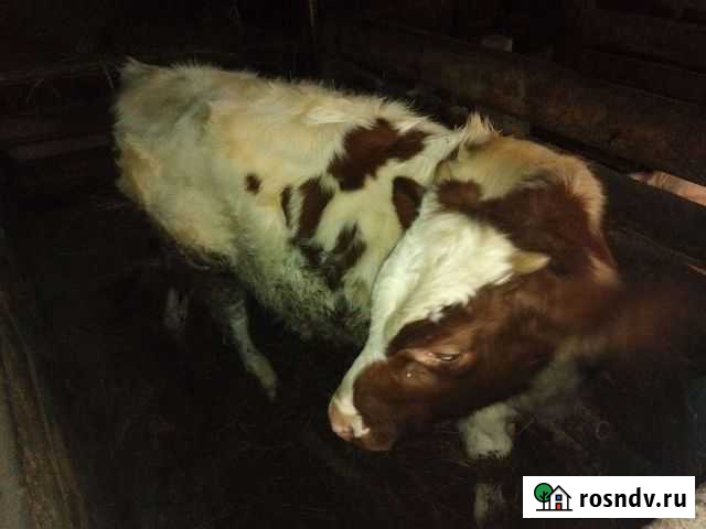 Бычёк Нелидово - изображение 1