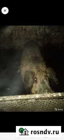 Венгерская мангалица Кувандык - изображение 1