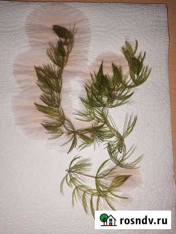 Роголистник, ротала, гигрофила Чебаркуль - изображение 1