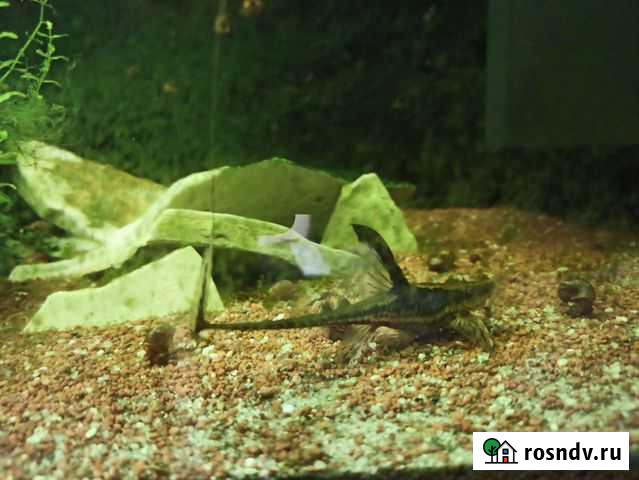 Стурисомы семейная пара Самара - изображение 1