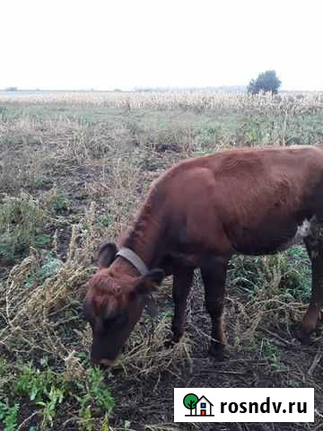 Тёлка Фатеж - изображение 1