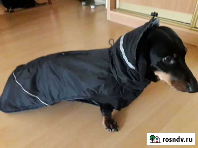 Одежда для собак- Попона. + подарки Подольск - изображение 1