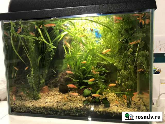 Аквариум со всем содержимым Самара - изображение 1