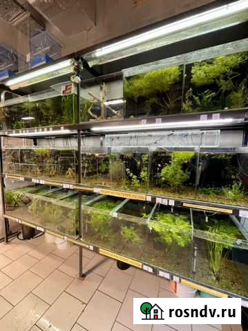 Растения для аквариума все от40 Уфа - изображение 1