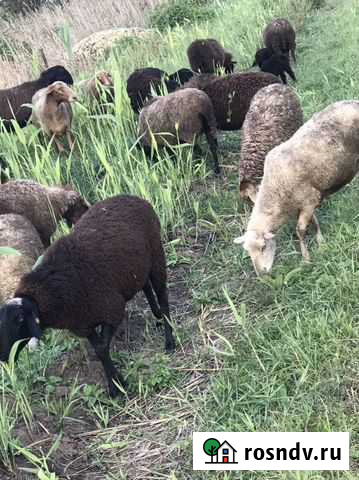 Баран Коржевский - изображение 1