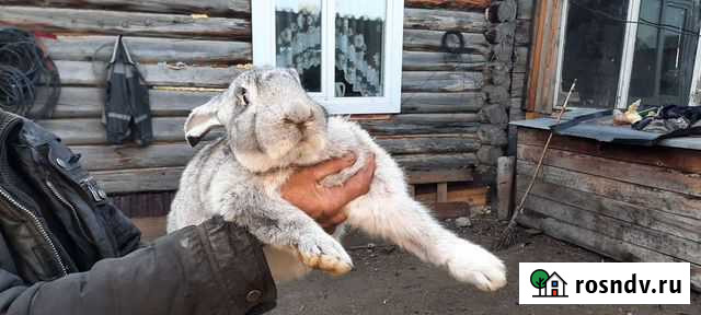 Кролики великаны Канск - изображение 1