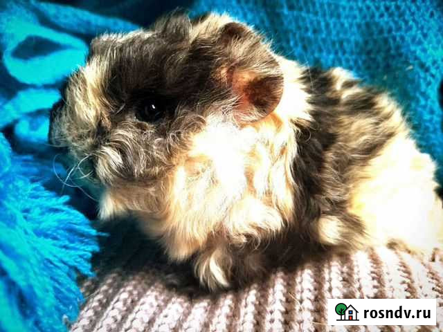 Морская свинка девочка Санкт-Петербург - изображение 1