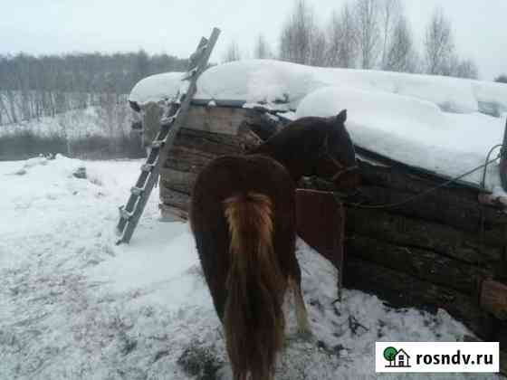 Лошадь Новосибирск