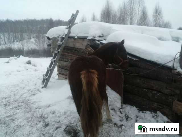 Лошадь Новосибирск - изображение 1
