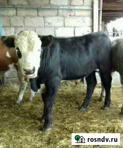 Отпоенный скот бычки телята Тимашевск - изображение 1