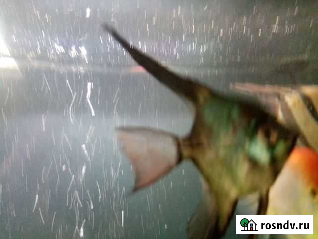 Рыбы Рязань - изображение 1