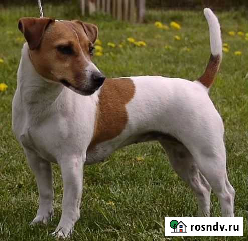 Возьму собачку Воргашор - изображение 1