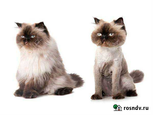 Стрижка котов Грозный - изображение 1