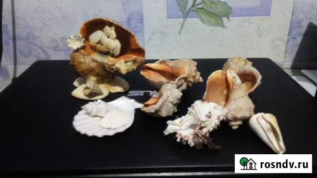 Морские ракушки для аквариума Челябинск - изображение 1