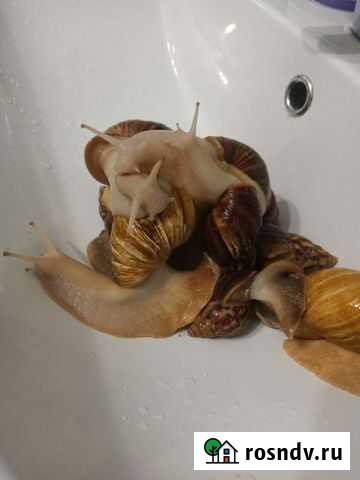 Улитки ахатины бесплатно Омск - изображение 1