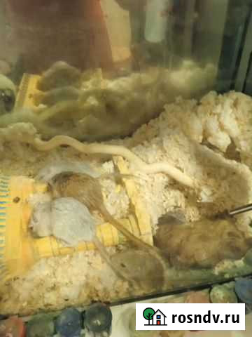 Песчанки Казань - изображение 1